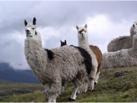 Postres de la Región Andina - Llamas Originarias de Los Andes